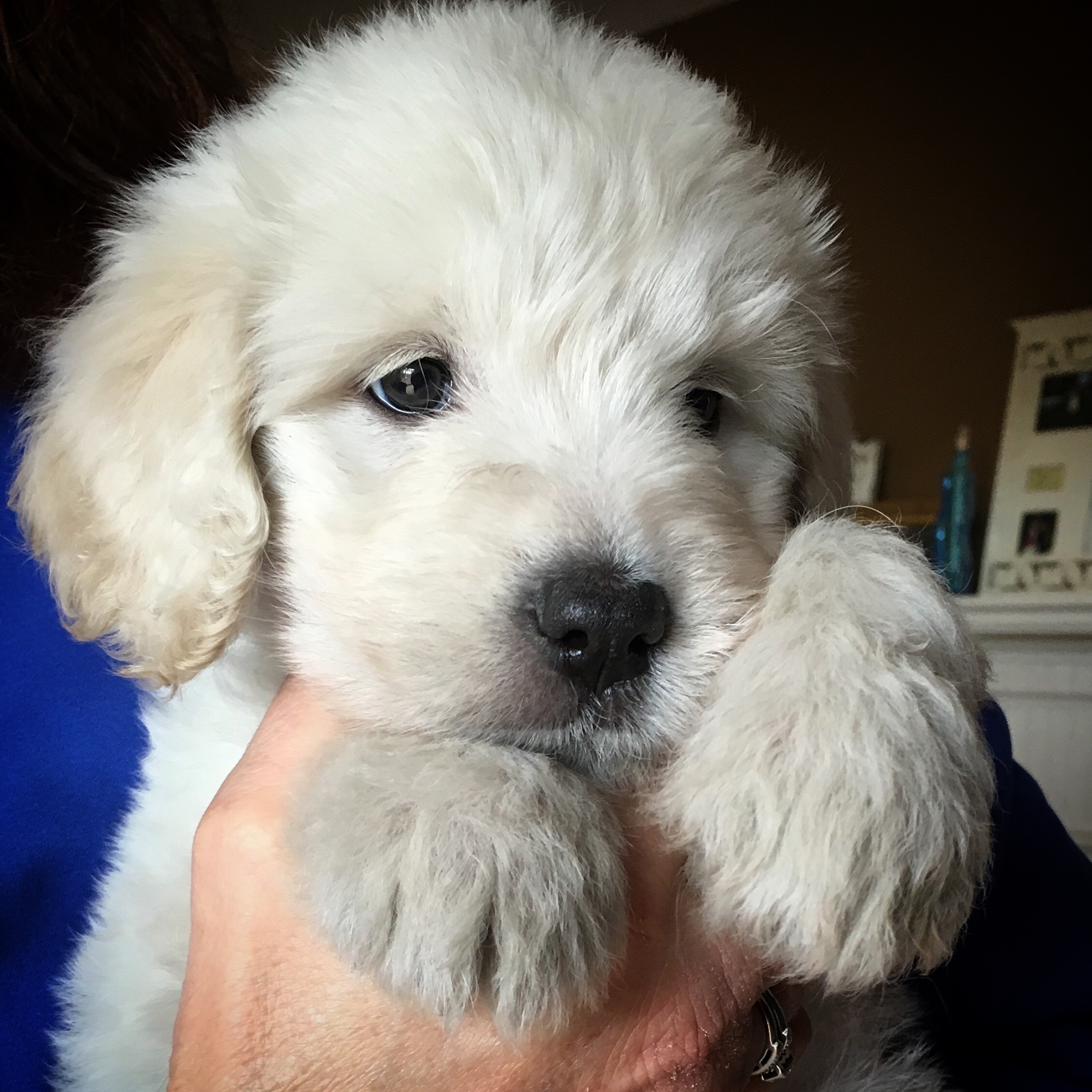 mini f1b english teddybear goldendoodles