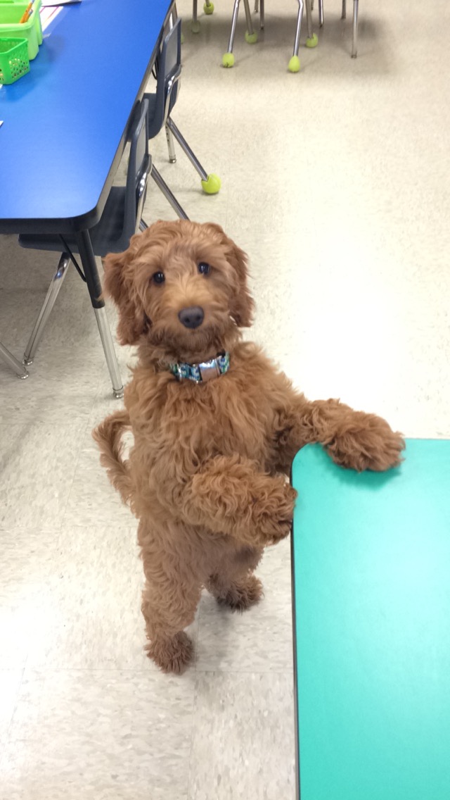 Bella ~ Petite goldendoodle at 4 months - Doodles 2 Love