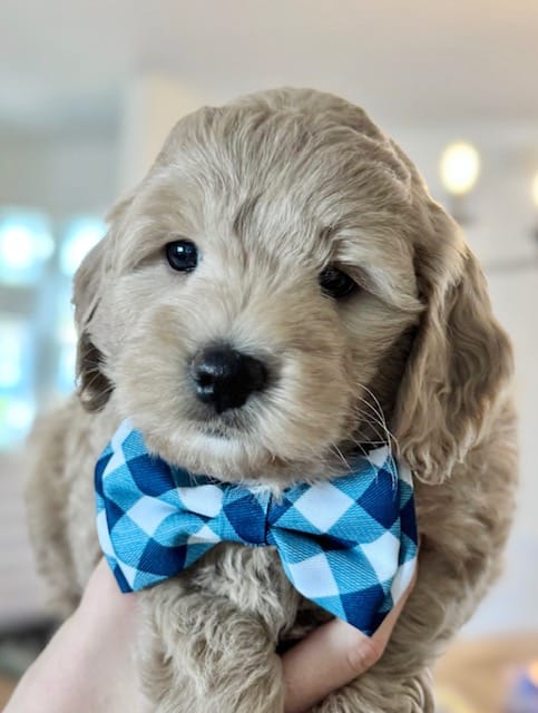 Petite Goldendoodle Update